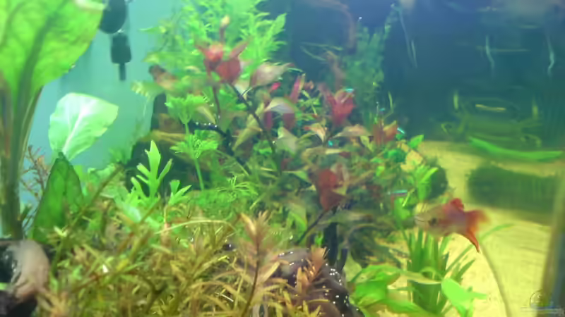 Pflanzen im Aquarium Becken 12752 von Martin Kaindl (8)
