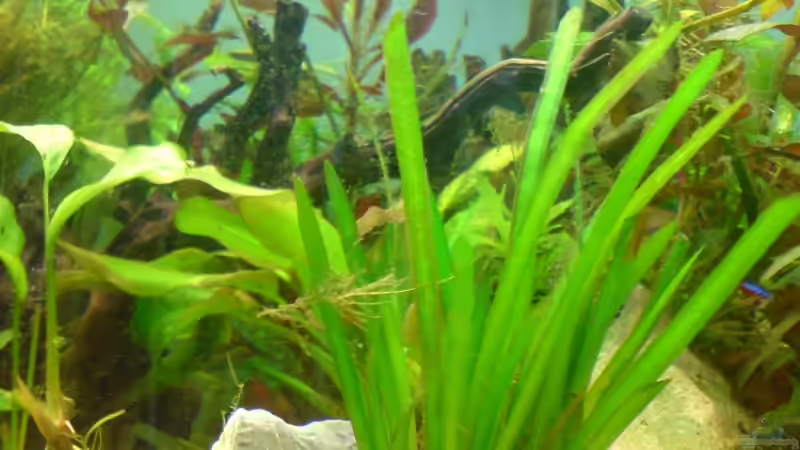 Pflanzen im Aquarium Becken 12752 von Martin Kaindl (9)