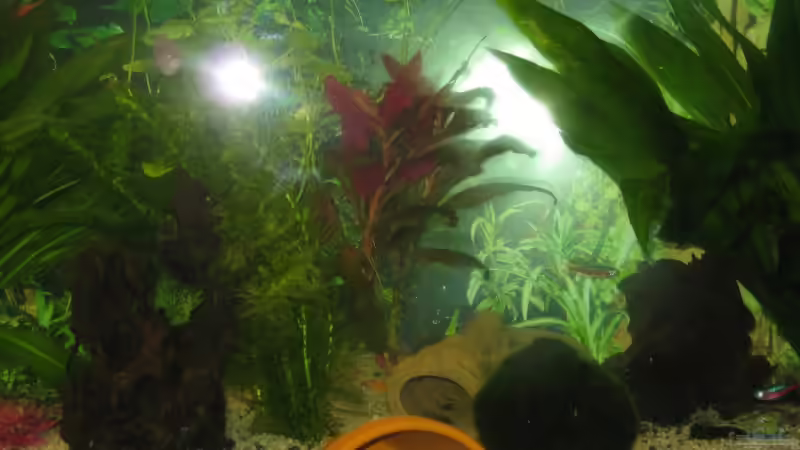 Pflanzen im Aquarium Becken 12758 von Stefan Holzmann (4)