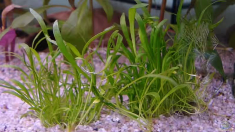 Pflanzen im Aquarium Becken 12791 von Bege (3)