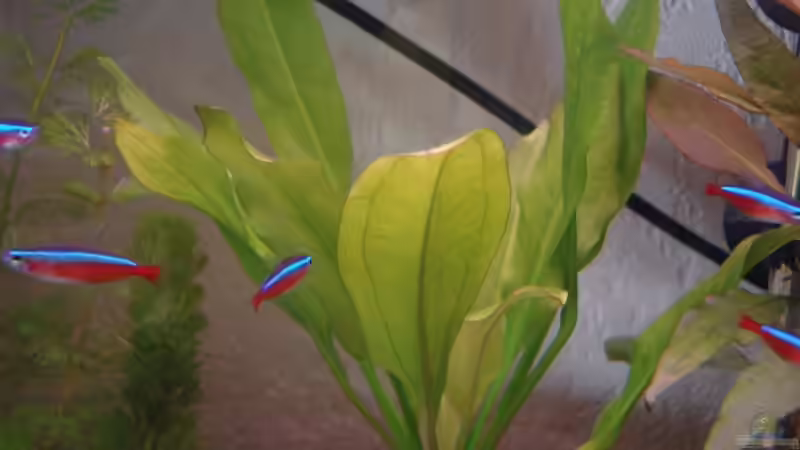 Pflanzen im Aquarium Becken 12791 von Bege (6)