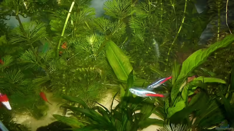 Pflanzen im Aquarium Becken 12813 von Labeo bicolor (4)