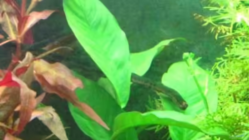 Pflanzen im Aquarium Becken 12848 von oONiTrOo (3)