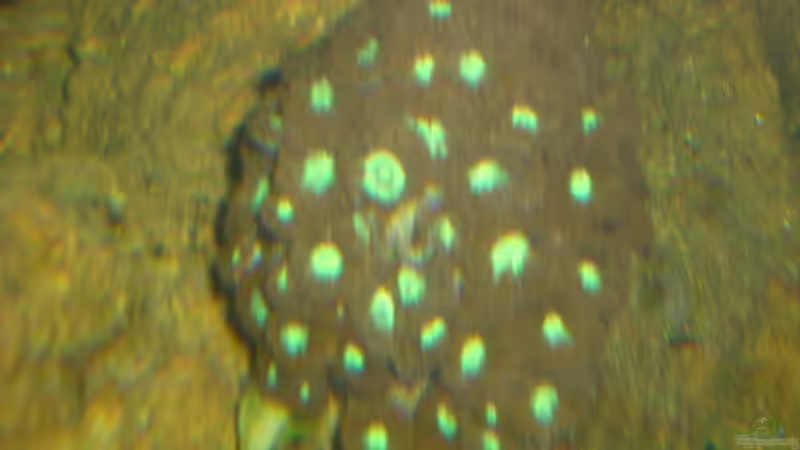 Pflanzen im Aquarium Becken 12881 von Lessi (12)