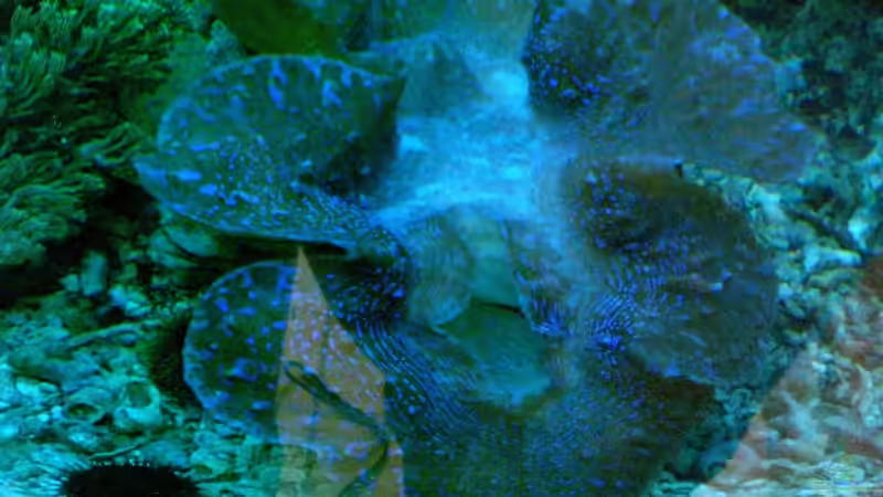 Pflanzen im Aquarium Becken 12881 von Lessi (13)