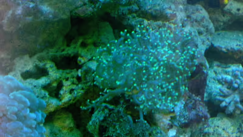 Pflanzen im Aquarium Becken 12881 von Lessi (14)