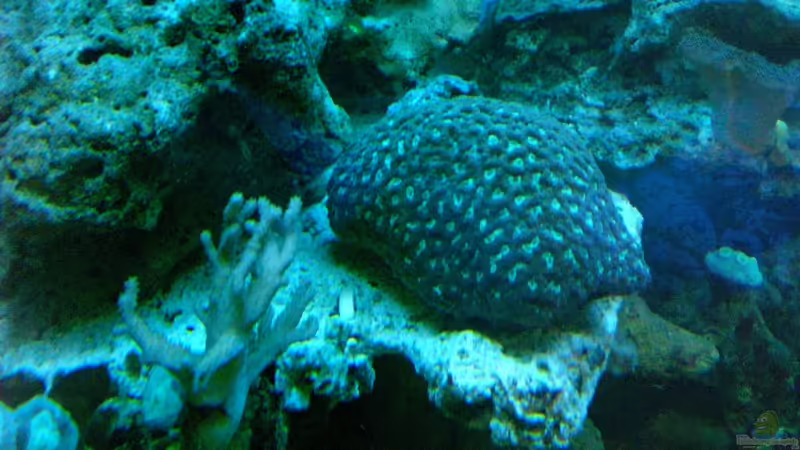 Pflanzen im Aquarium Becken 12881 von Lessi (15)