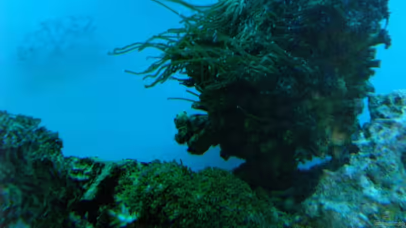 Pflanzen im Aquarium Becken 12881 von Lessi (16)