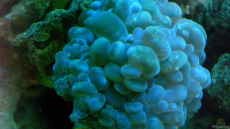 Pflanzen im Aquarium Becken 12881 von Lessi (17)