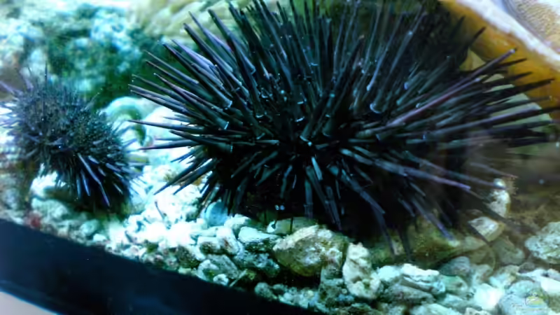 Pflanzen im Aquarium Becken 12881 von Lessi (20)