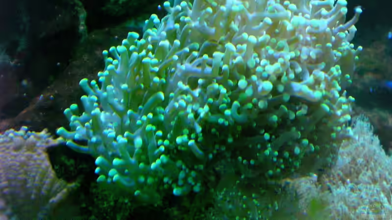 Pflanzen im Aquarium Becken 12881 von Lessi (21)