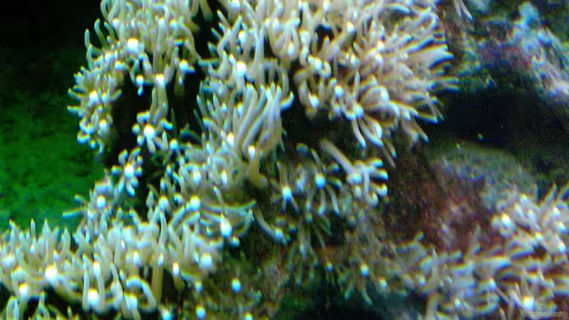 Pflanzen im Aquarium Becken 12881 von Lessi (23)