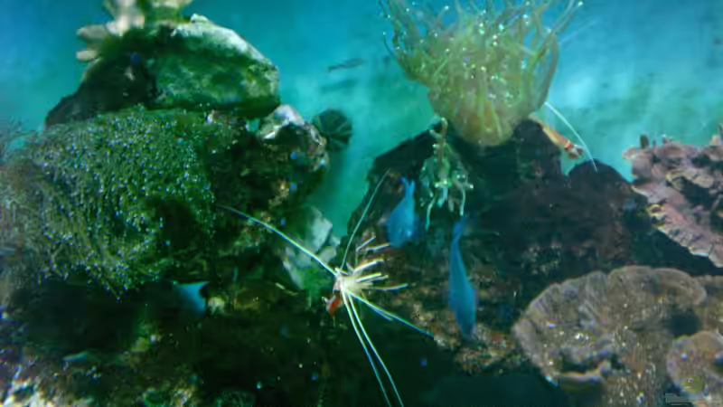 Pflanzen im Aquarium Becken 12881 von Lessi (25)