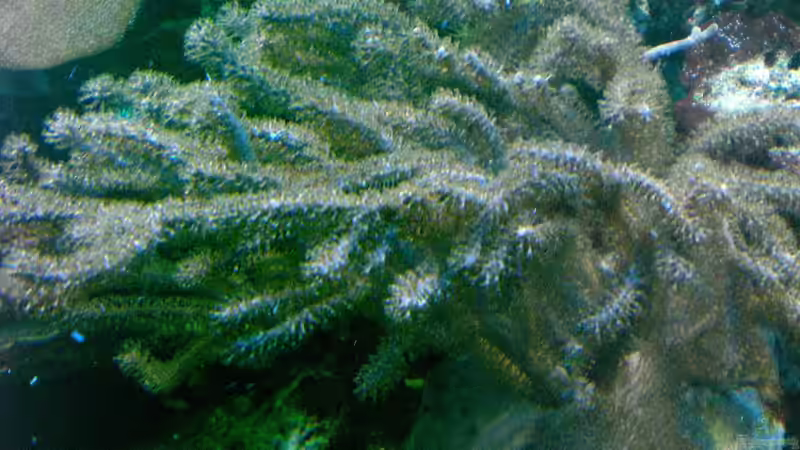 Pflanzen im Aquarium Becken 12881 von Lessi (28)