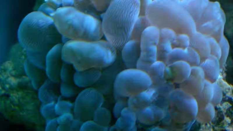 Pflanzen im Aquarium Becken 12881 von Lessi (31)