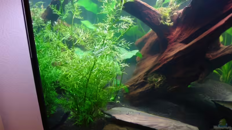 Pflanzen im Aquarium Becken 12899 von Paul Kerschbaumer (5)