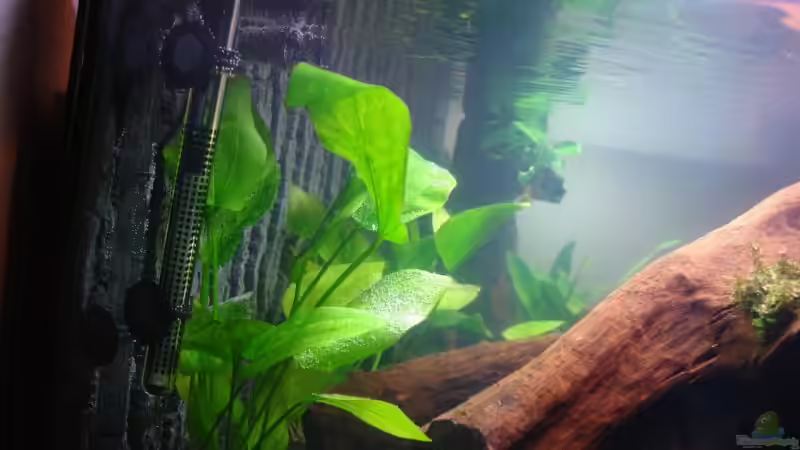 Pflanzen im Aquarium Becken 12899 von Paul Kerschbaumer (6)