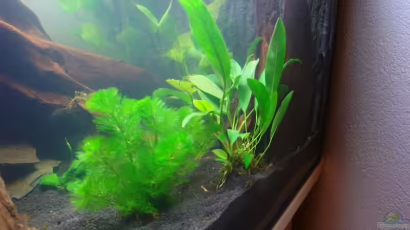 Pflanzen im Aquarium Becken 12899 von Paul Kerschbaumer (7)