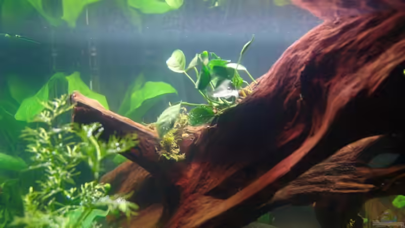 Pflanzen im Aquarium Becken 12899 von Paul Kerschbaumer (8)