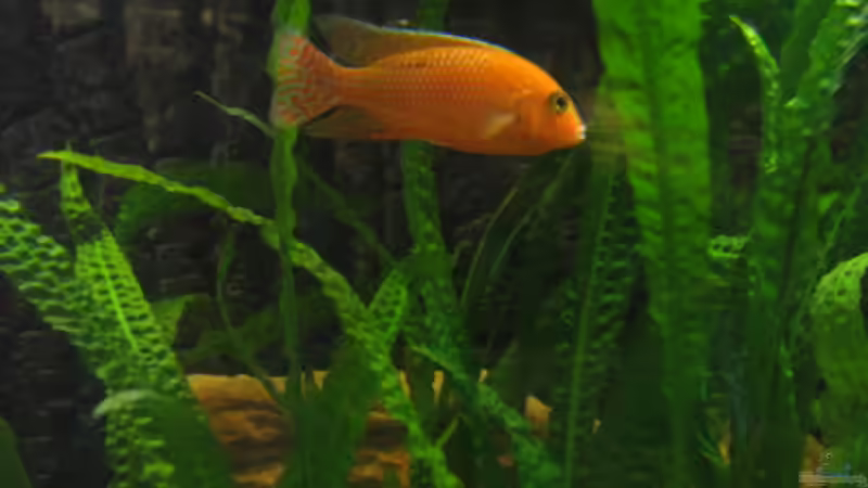 Pflanzen im Aquarium Becken 1292 von Vicky Gröbl (11)