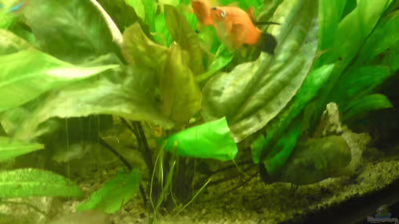 Pflanzen im Aquarium Becken 12955 von onkelstefan2005 (6)