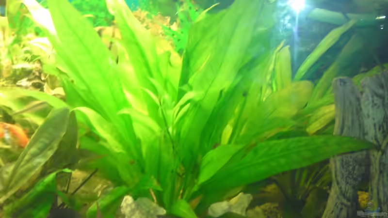 Pflanzen im Aquarium Becken 12955 von onkelstefan2005 (8)