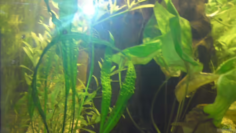 Pflanzen im Aquarium Becken 12955 von onkelstefan2005 (9)