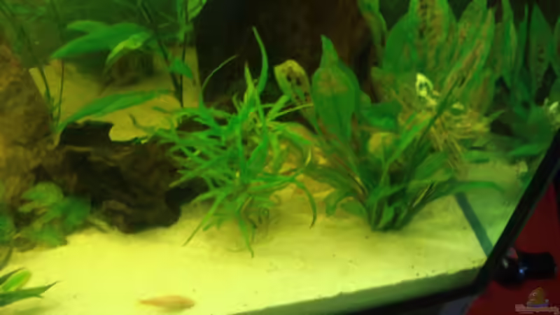 Pflanzen im Aquarium Becken 12959 von Manuel Pieper (7)