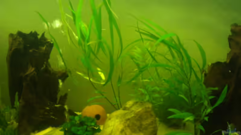 Pflanzen im Aquarium Becken 12959 von Manuel Pieper (8)