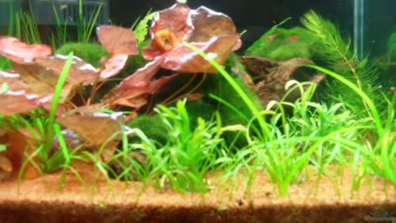 Pflanzen im Aquarium Becken 12967 von Borito (4)