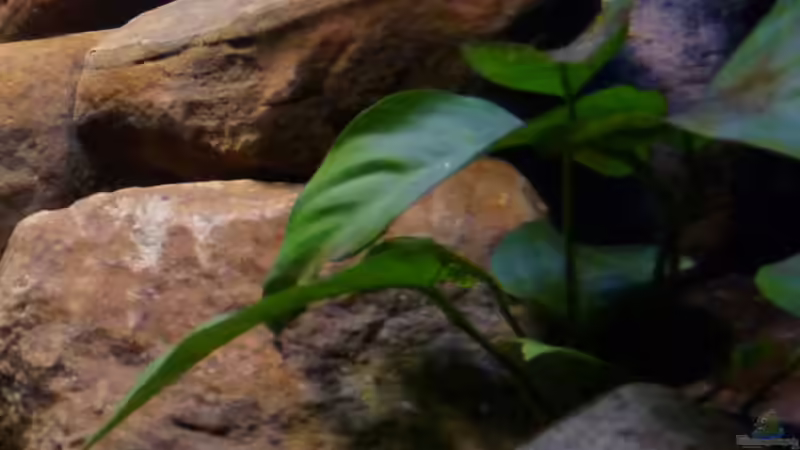 Pflanzen im Aquarium Becken 13000 von Chimbwe (10)