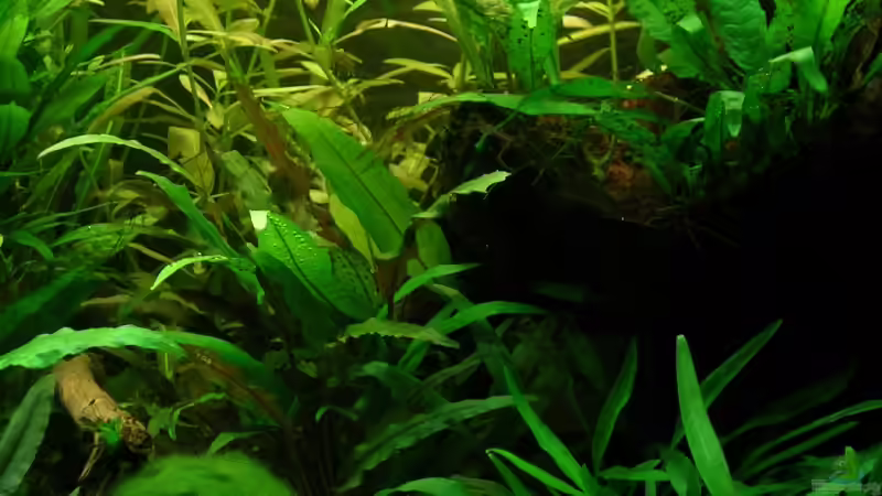 Pflanzen im Aquarium Becken 13015 von Der Analyst (9)