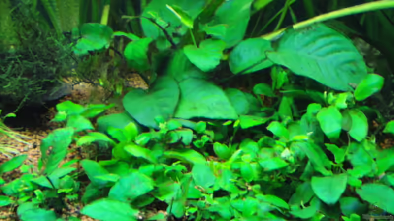 Pflanzen im Aquarium Becken 13041 von Günther Kopf (13)