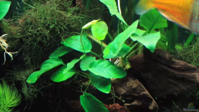 Pflanzen im Aquarium Becken 13041 von Günther Kopf (14)