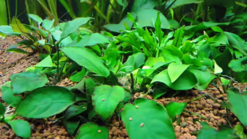 Pflanzen im Aquarium Becken 13041 von Günther Kopf (15)