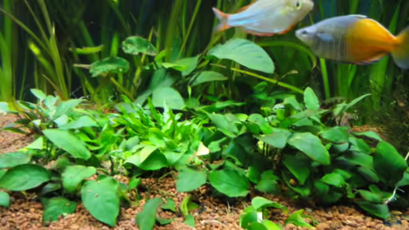 Pflanzen im Aquarium Becken 13041 von Günther Kopf (16)