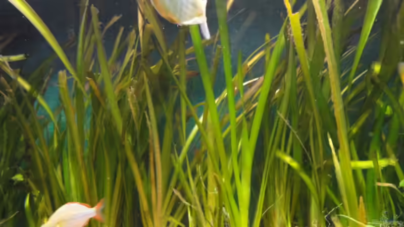 Pflanzen im Aquarium Becken 13041 von Günther Kopf (17)