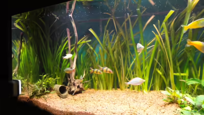 Pflanzen im Aquarium Becken 13041 von Günther Kopf (18)