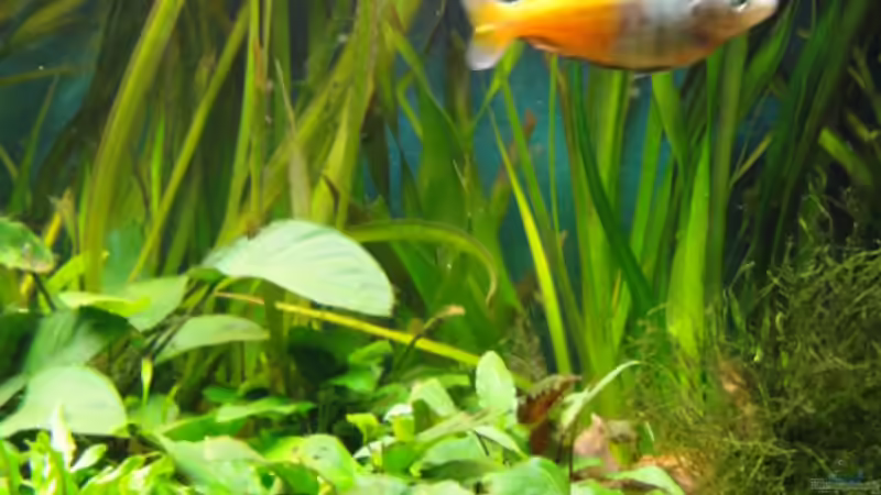 Pflanzen im Aquarium Becken 13041 von Günther Kopf (19)