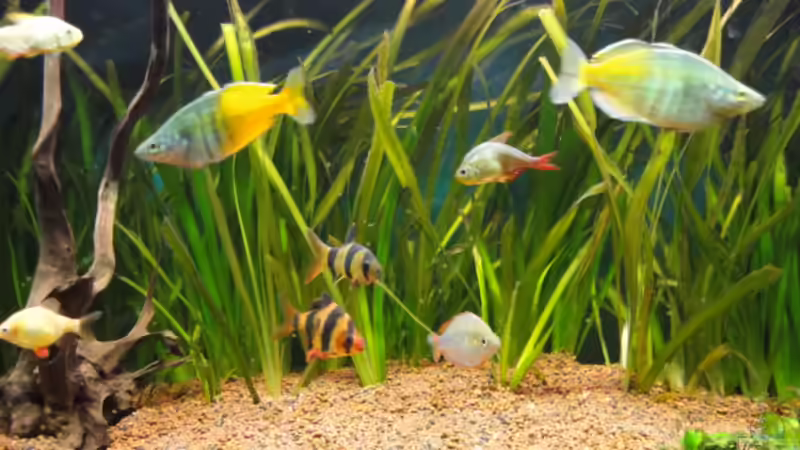 Pflanzen im Aquarium Becken 13041 von Günther Kopf (22)