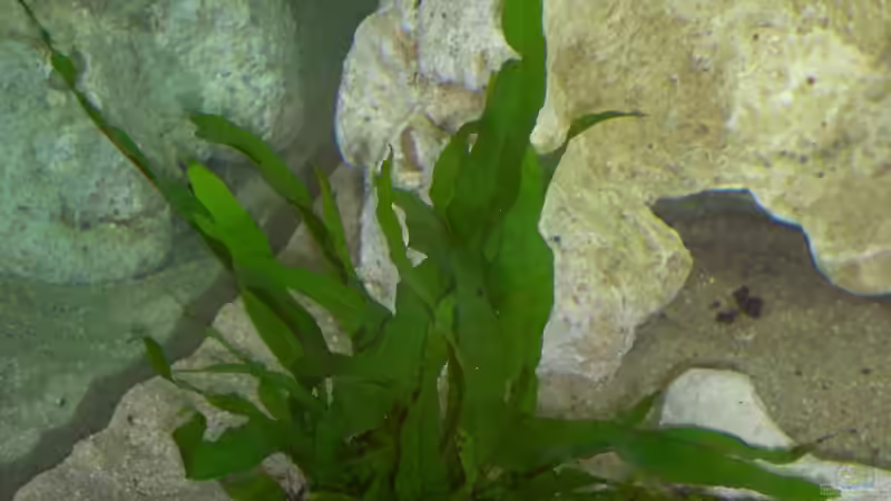 Pflanzen im Aquarium Becken 13057 von KingJosch (2)