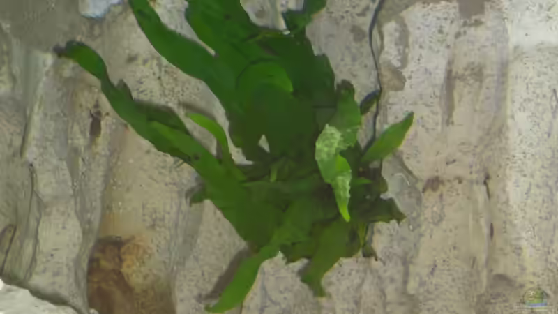 Pflanzen im Aquarium Becken 13057 von KingJosch (3)