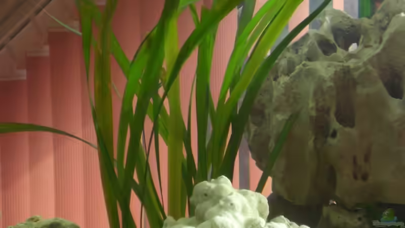Pflanzen im Aquarium Becken 13057 von KingJosch (4)