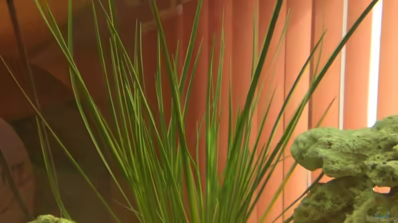 Pflanzen im Aquarium Becken 13057 von KingJosch (5)