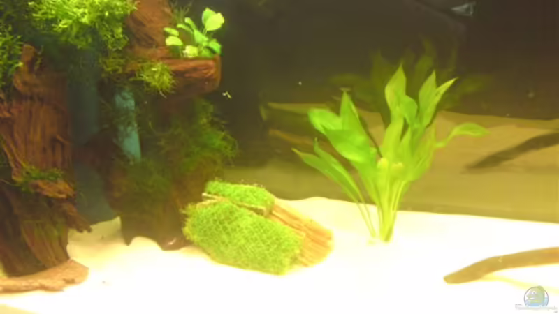 Pflanzen im Aquarium Becken 13066 von SINAN (13)