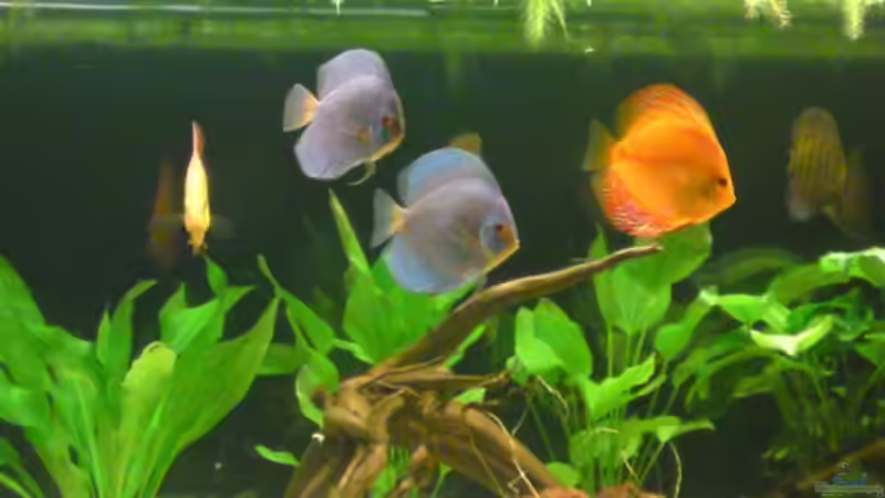 Pflanzen im Aquarium Becken 13066 von SINAN (15)