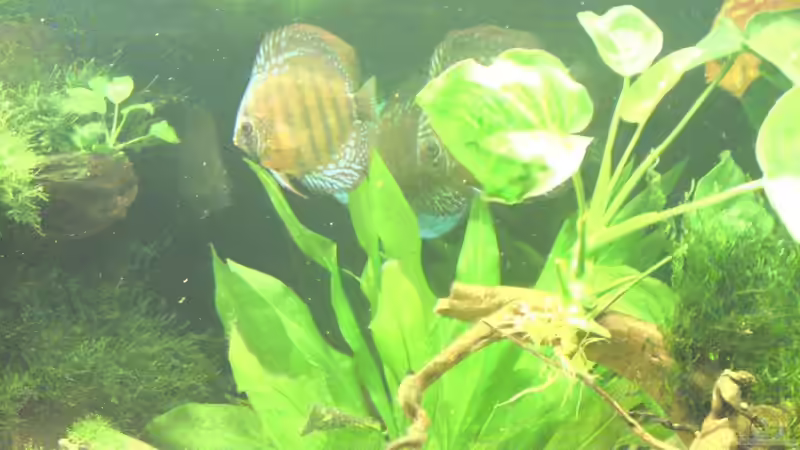 Pflanzen im Aquarium Becken 13066 von SINAN (16)