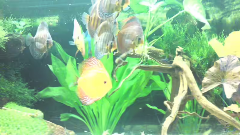 Pflanzen im Aquarium Becken 13066 von SINAN (17)