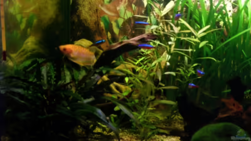 Pflanzen im Aquarium Becken 13094 von Phillip Balters (3)