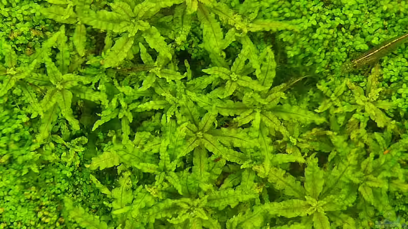 Pflanzen im Aquarium Becken 1311 von Ingrid Jung (7)